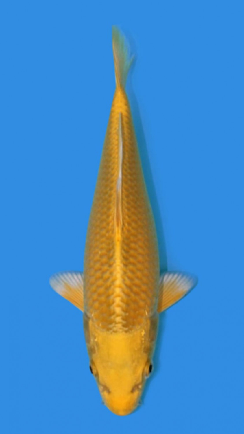 Juara 2