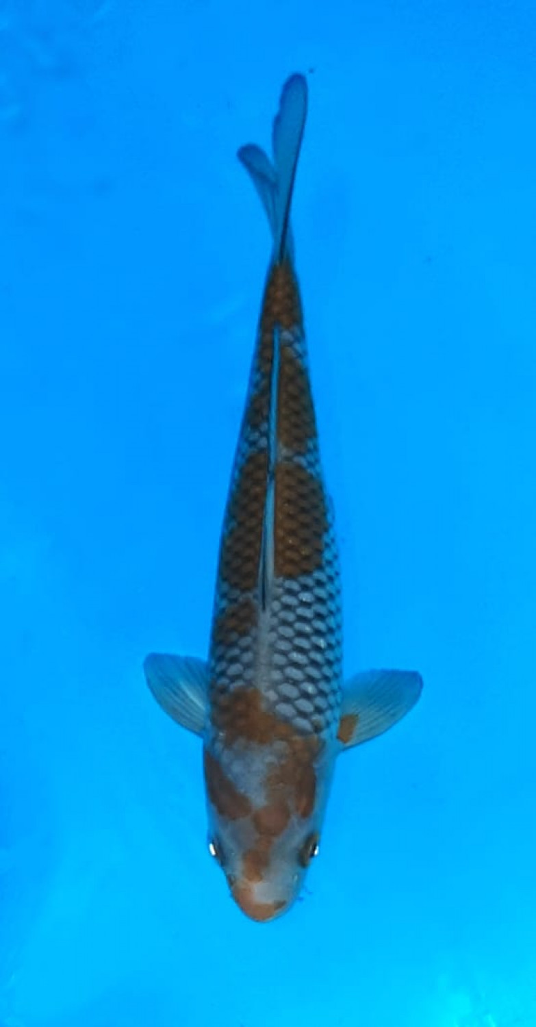 Juara 4