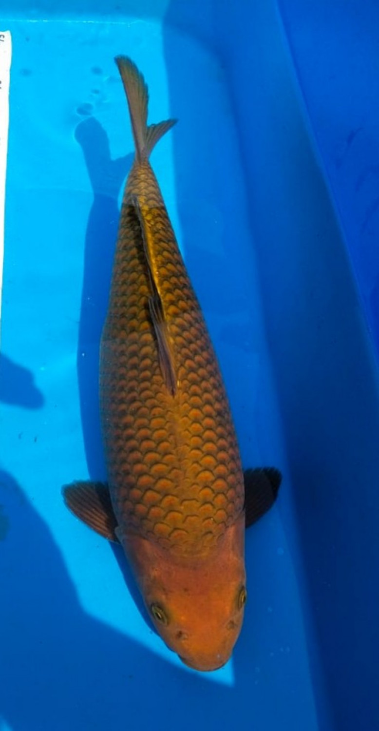 Juara 2