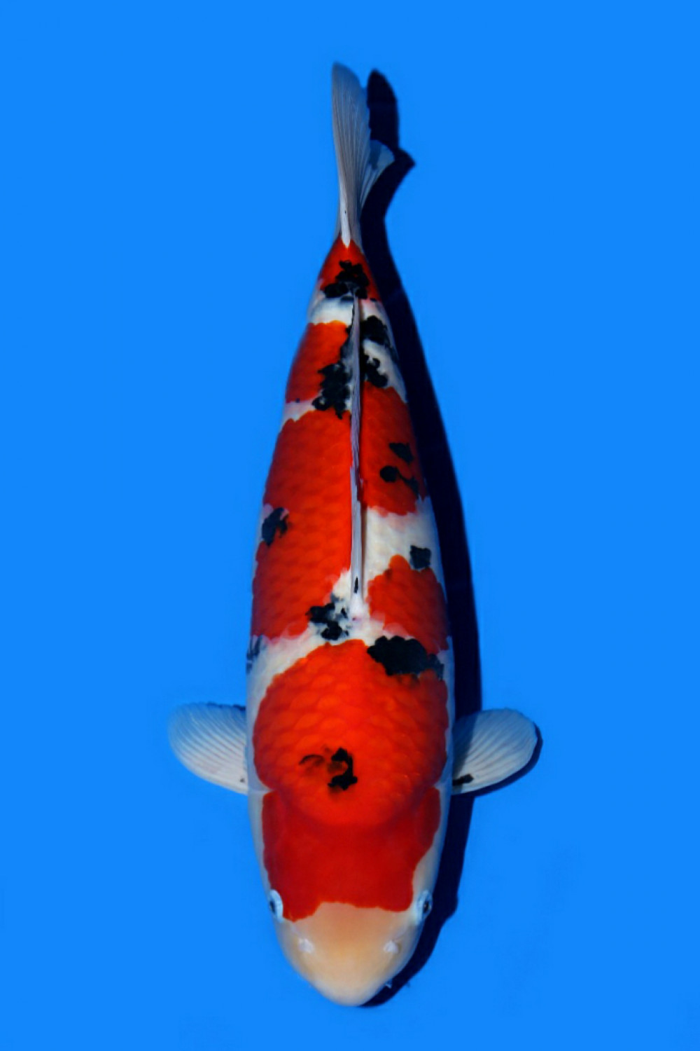Adult Champion A