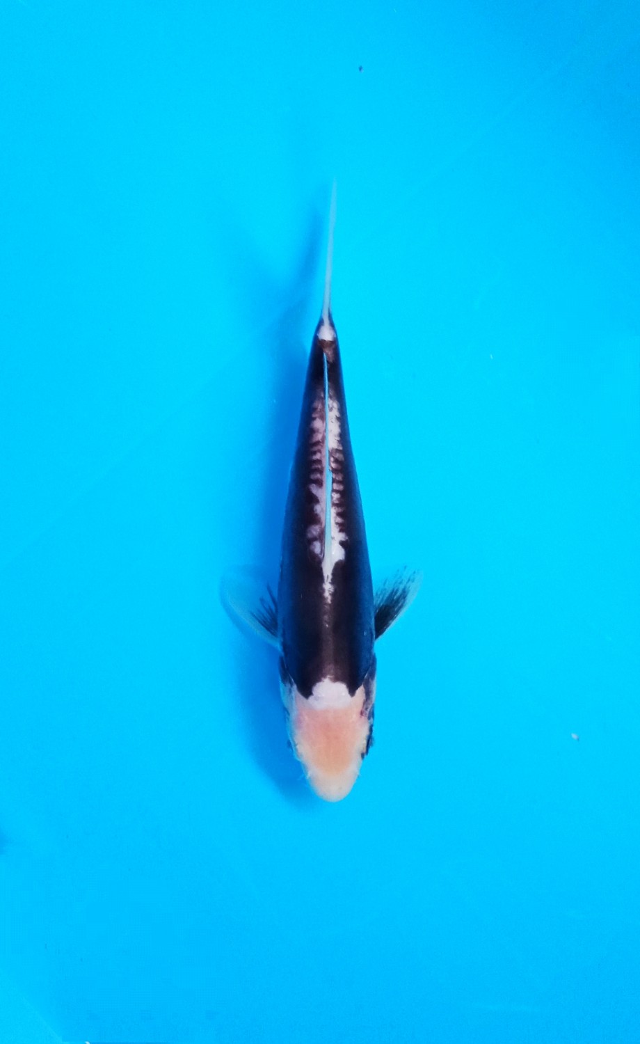 Juara 4