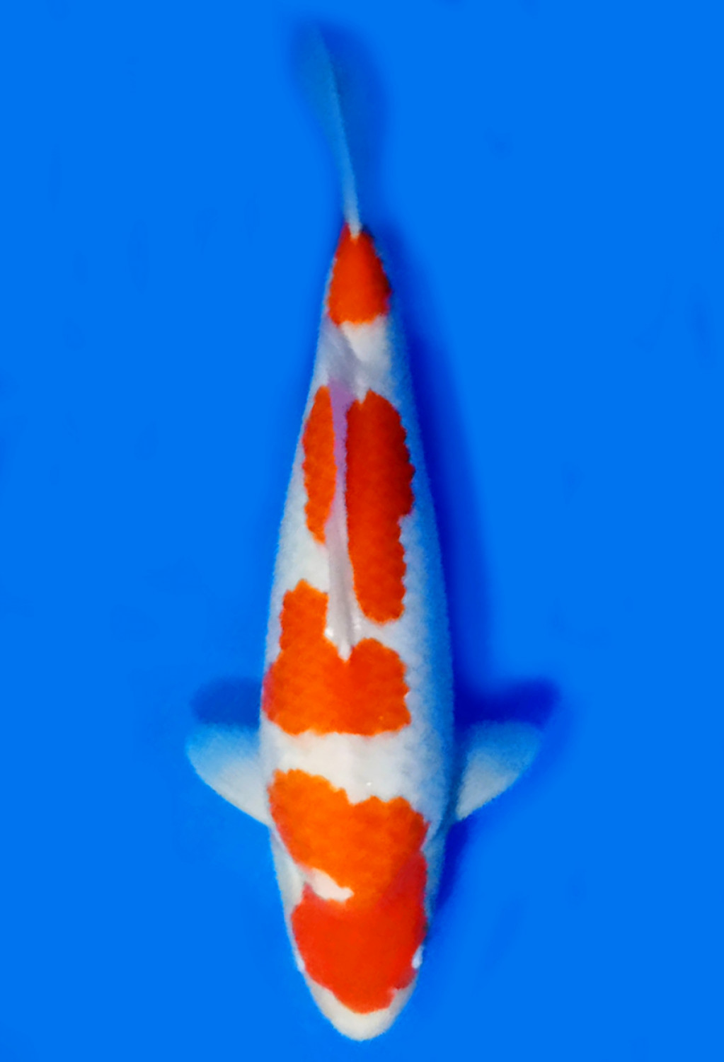 Juara 2