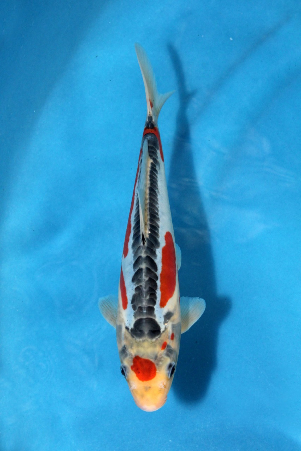 Juara 4