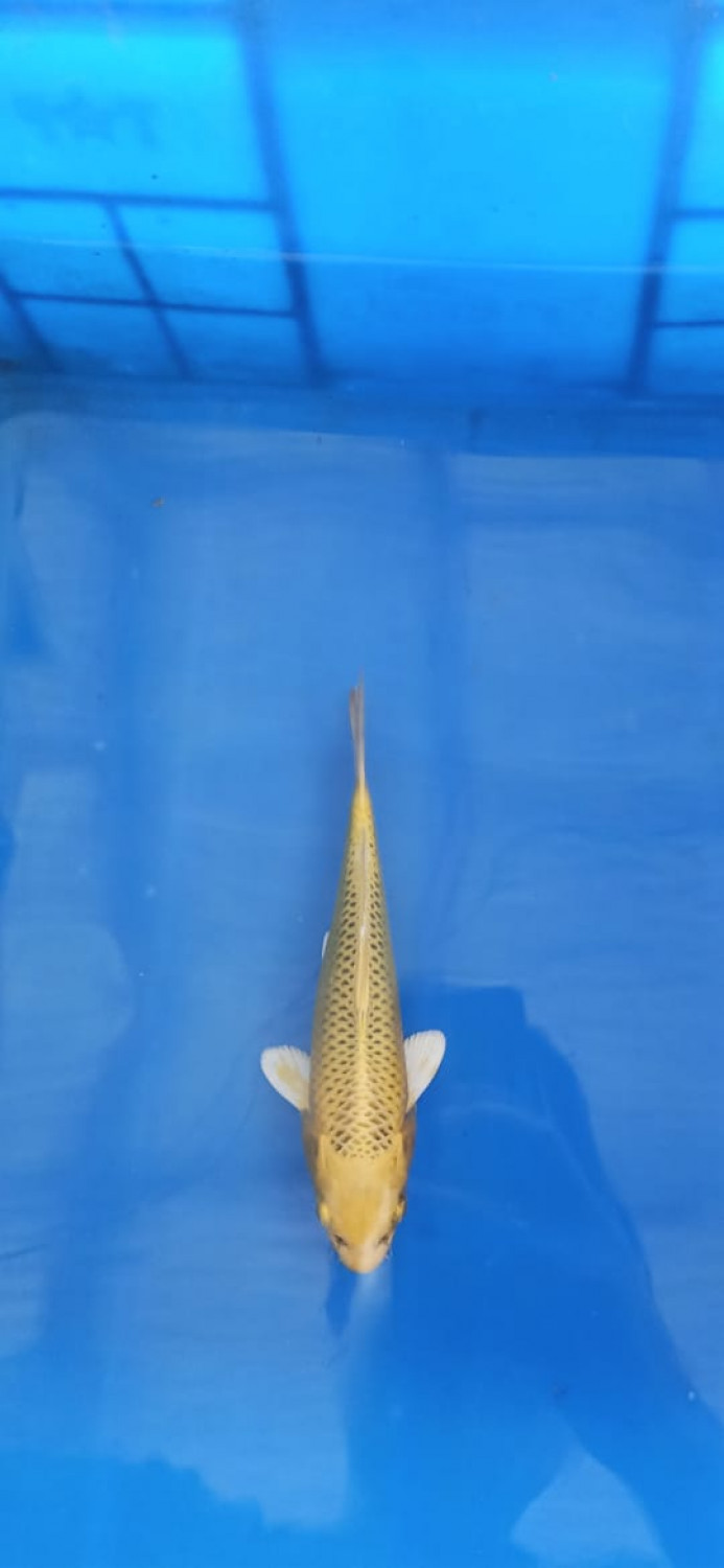 Juara 1