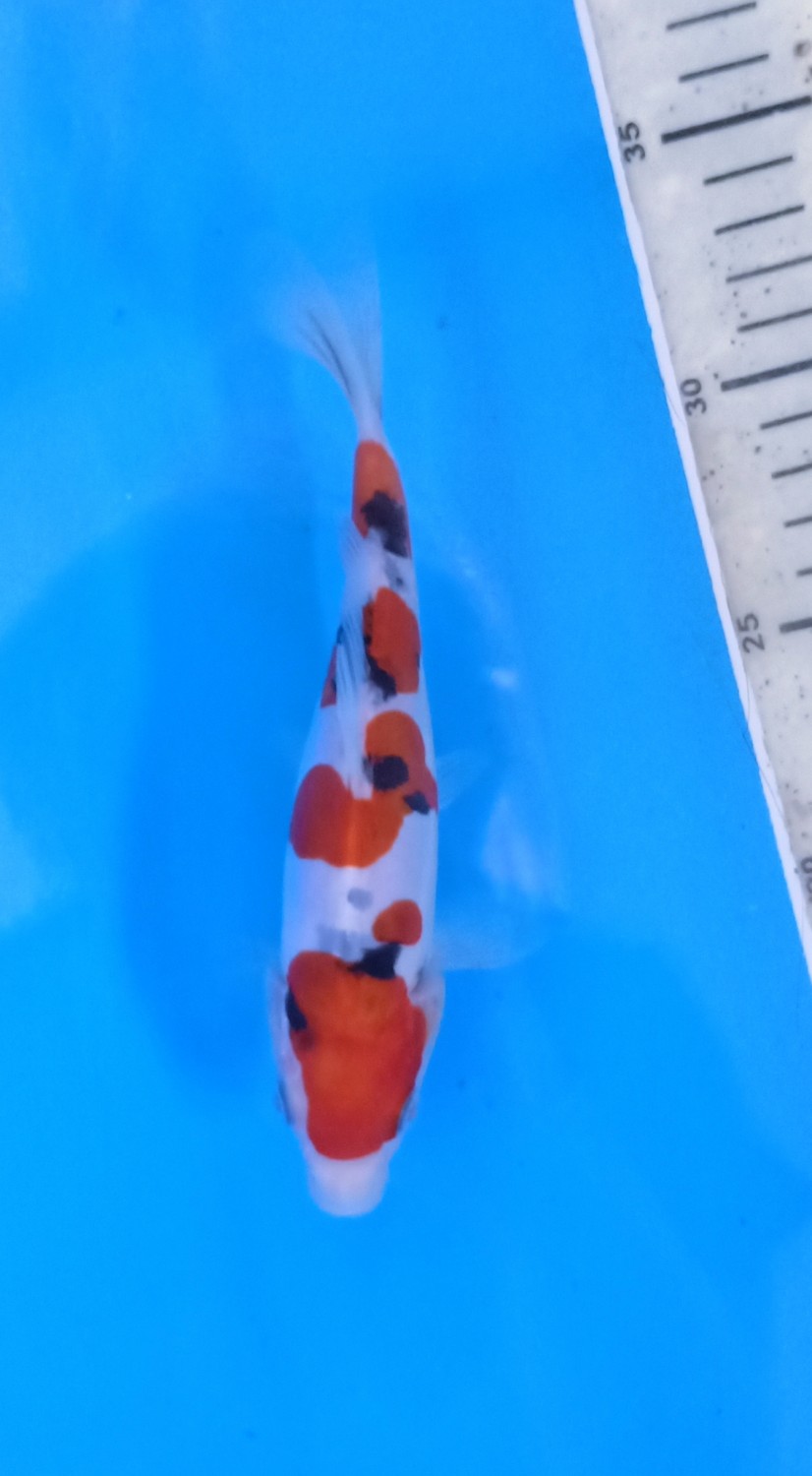 Best In Size C 16-20 Cm