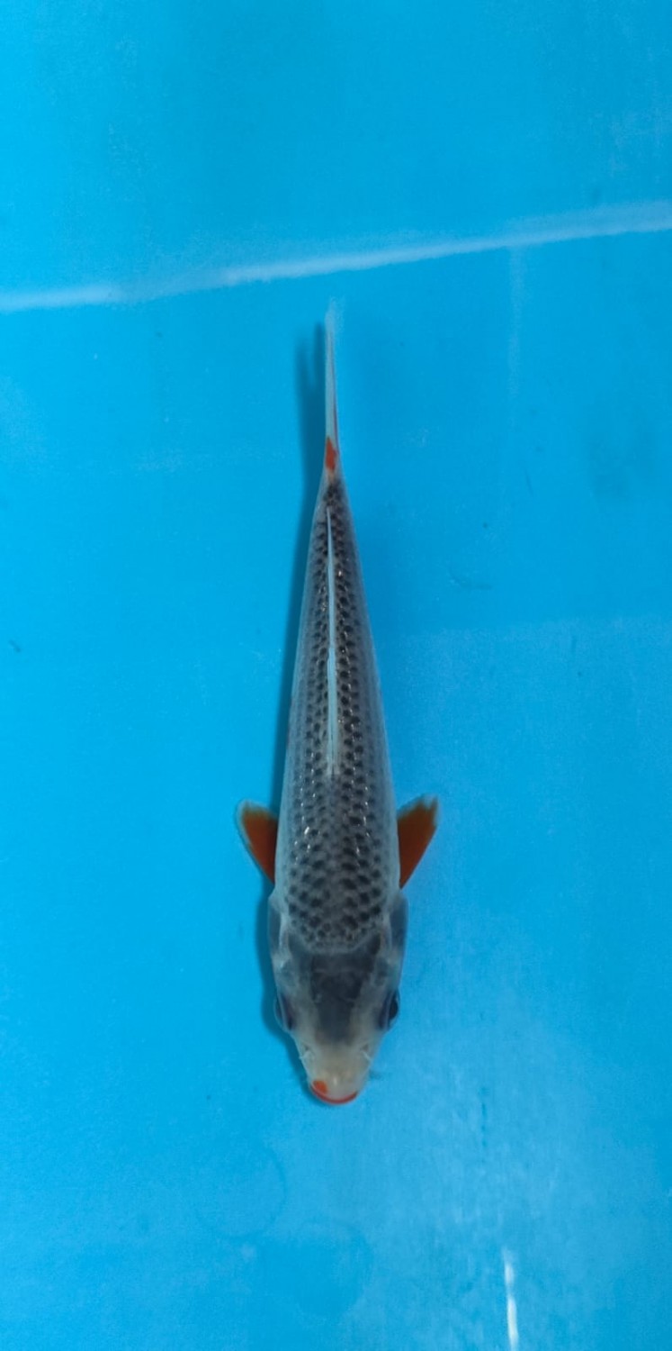 Juara 2