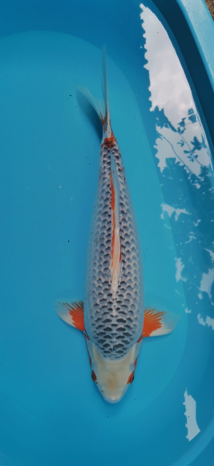 Juara 5