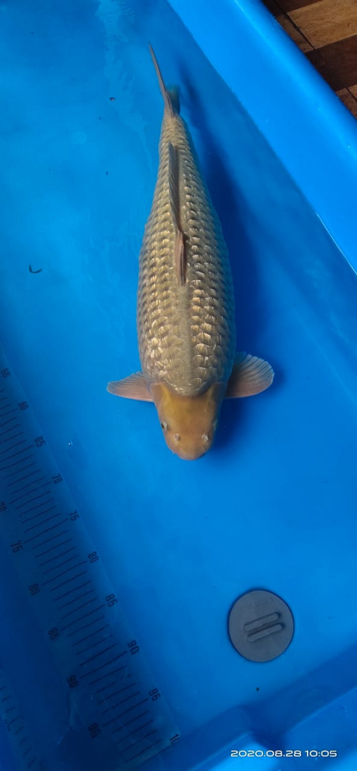 Juara 2