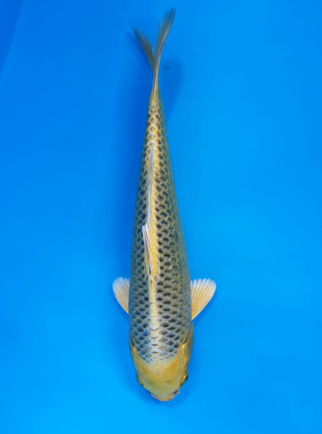 Juara 2