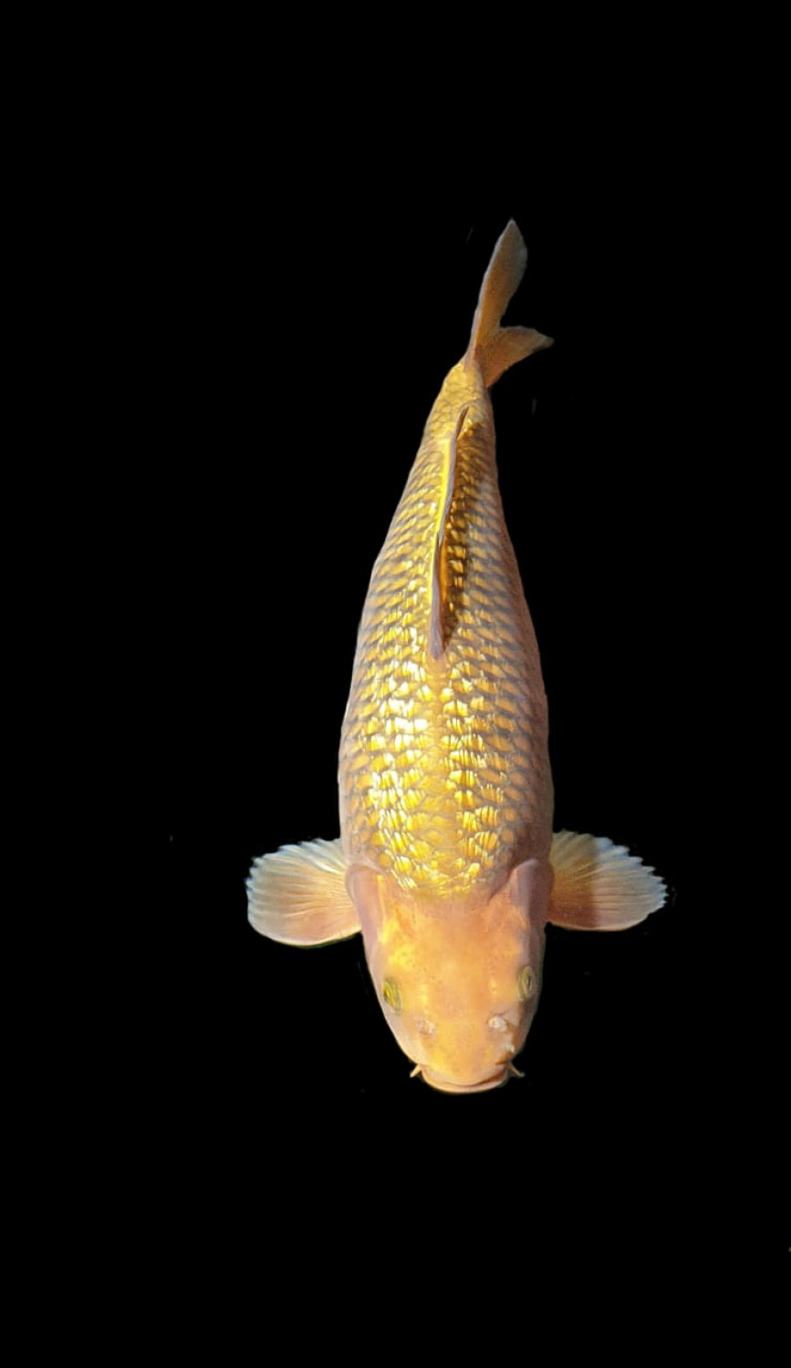 Juara 2