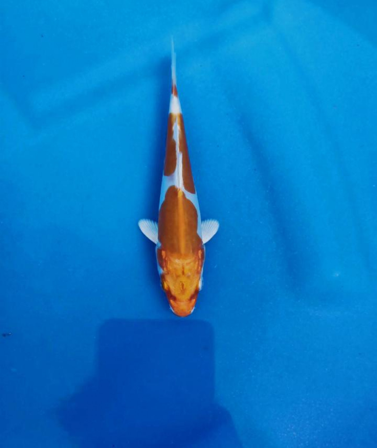 Juara 5