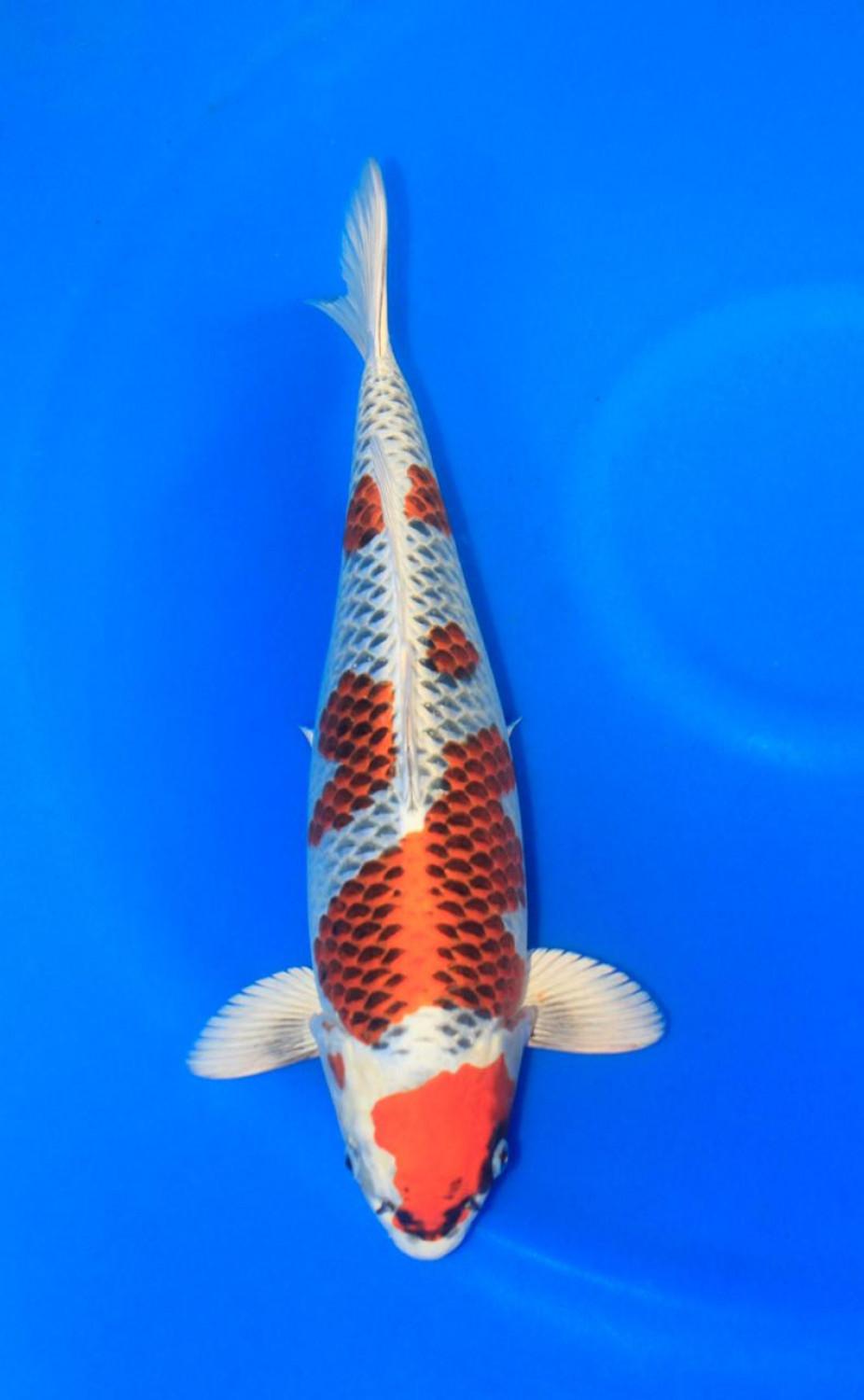 Juara 2