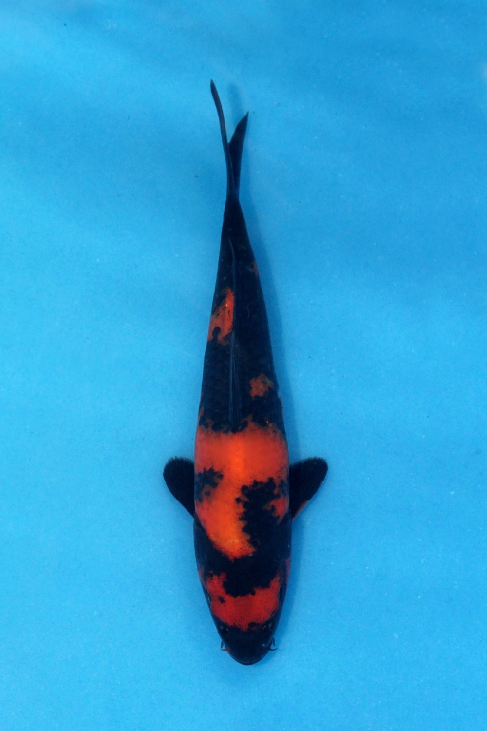 Juara 1