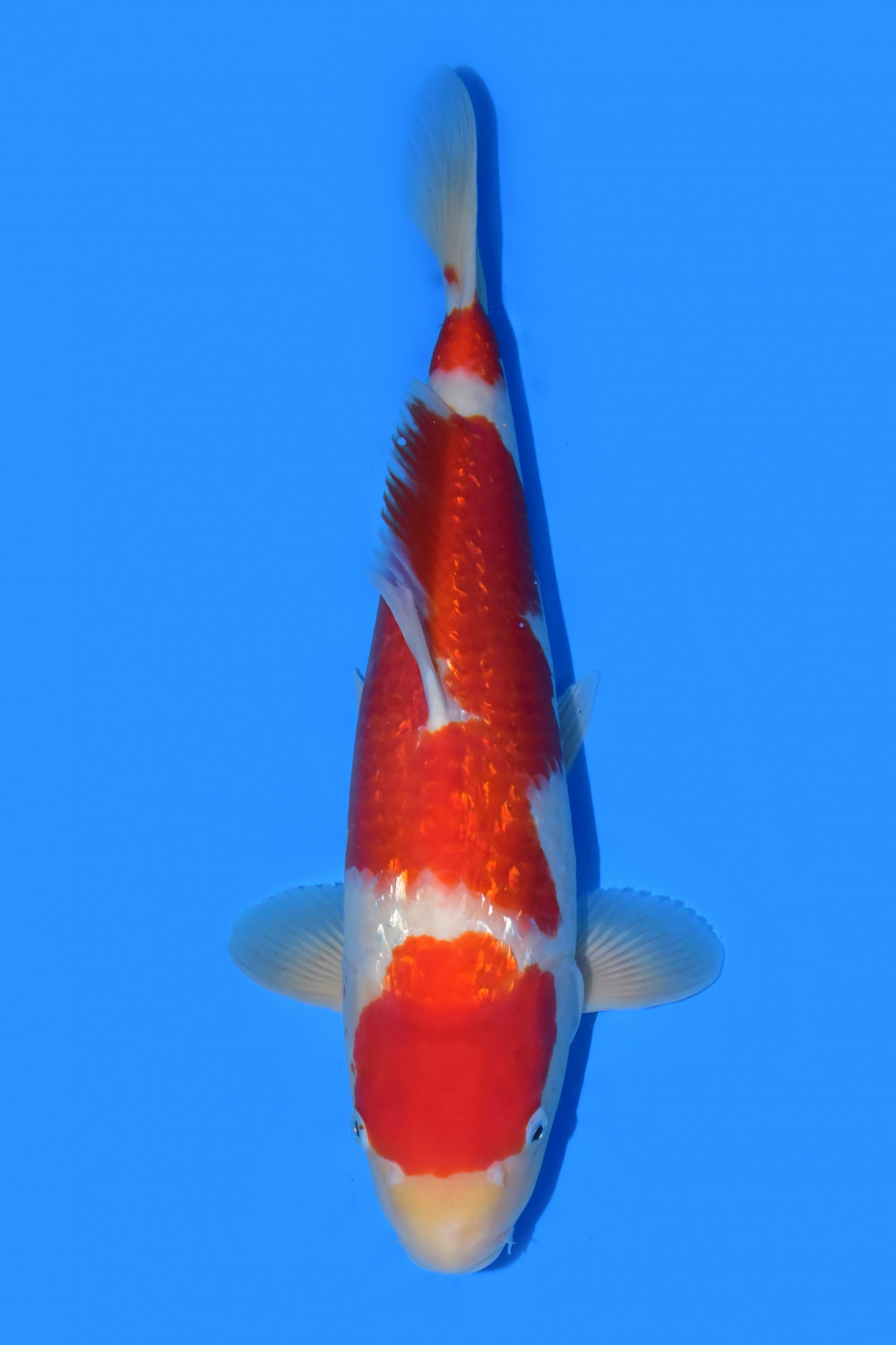 Juara 1