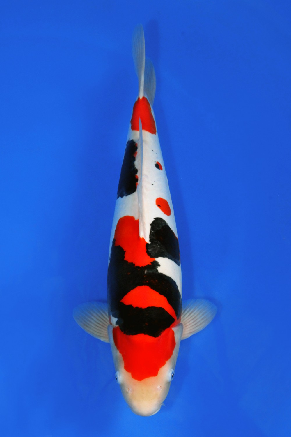 Juara 1