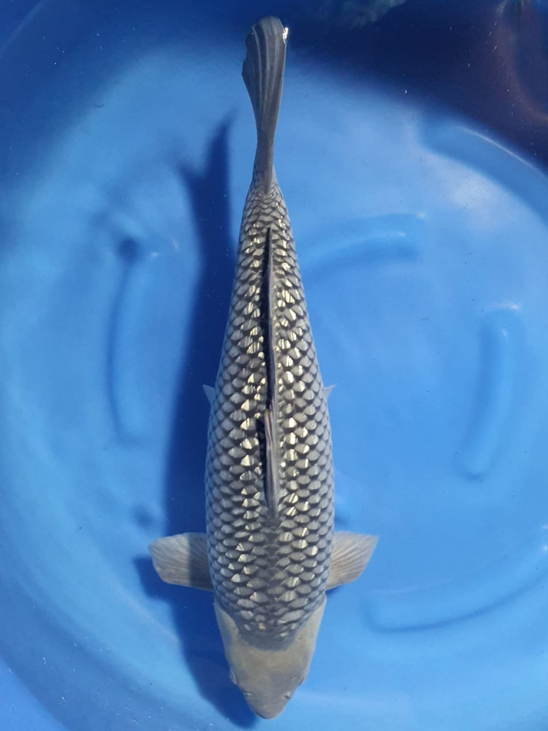 Juara 1