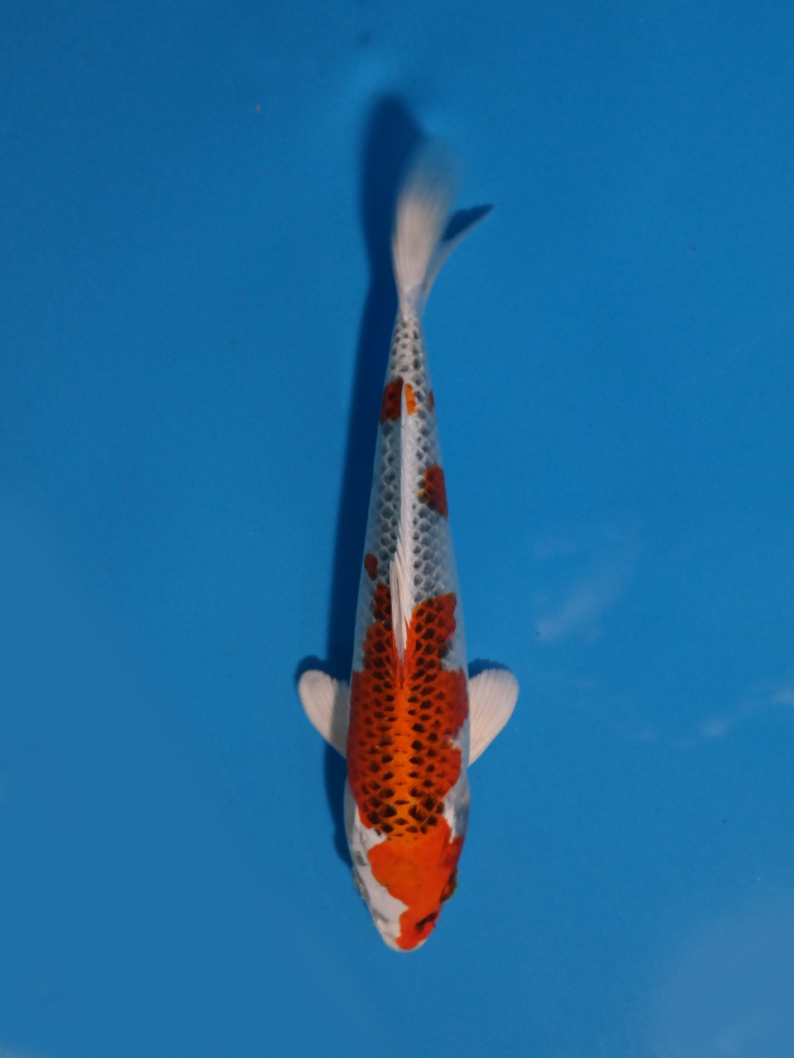 Juara 3