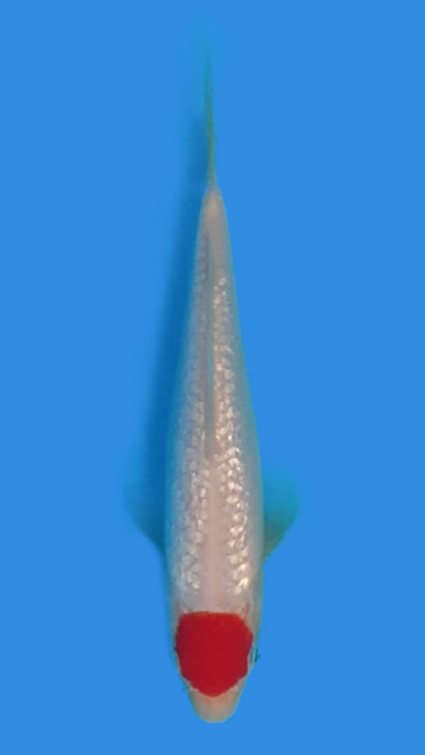 Juara 4