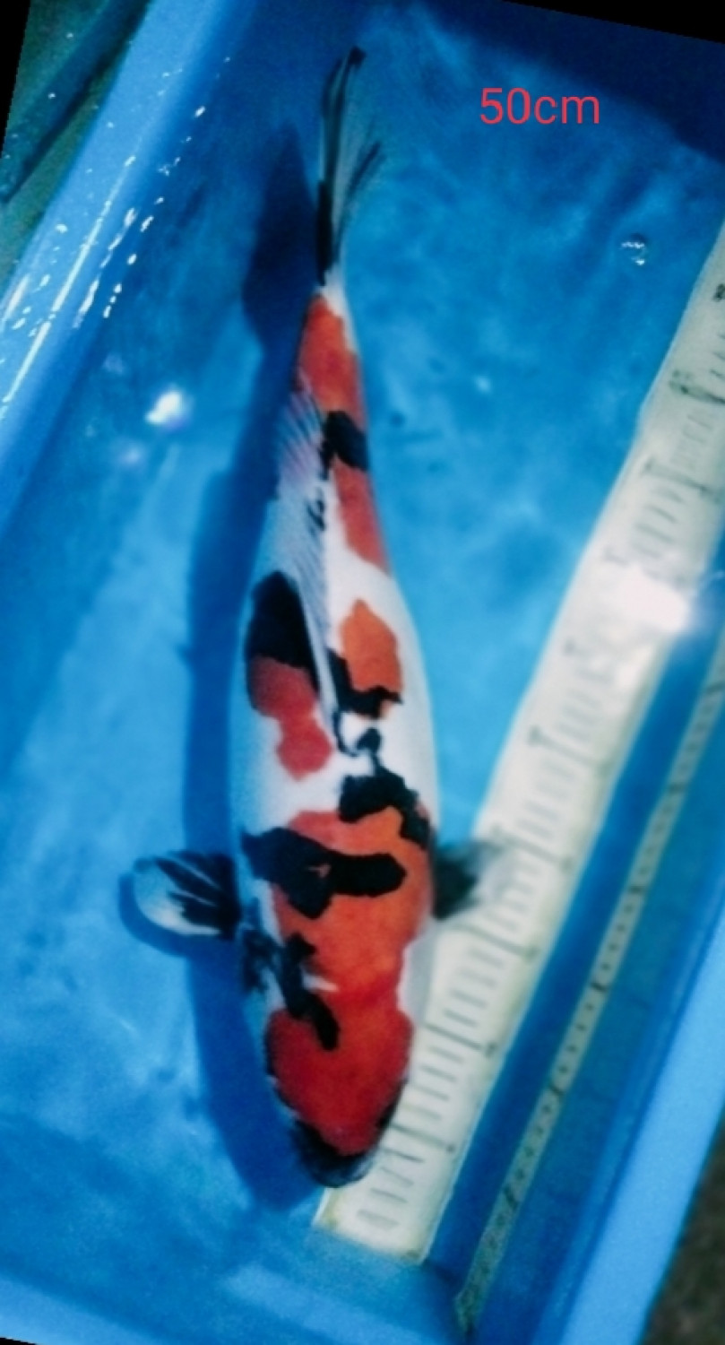 Juara 1