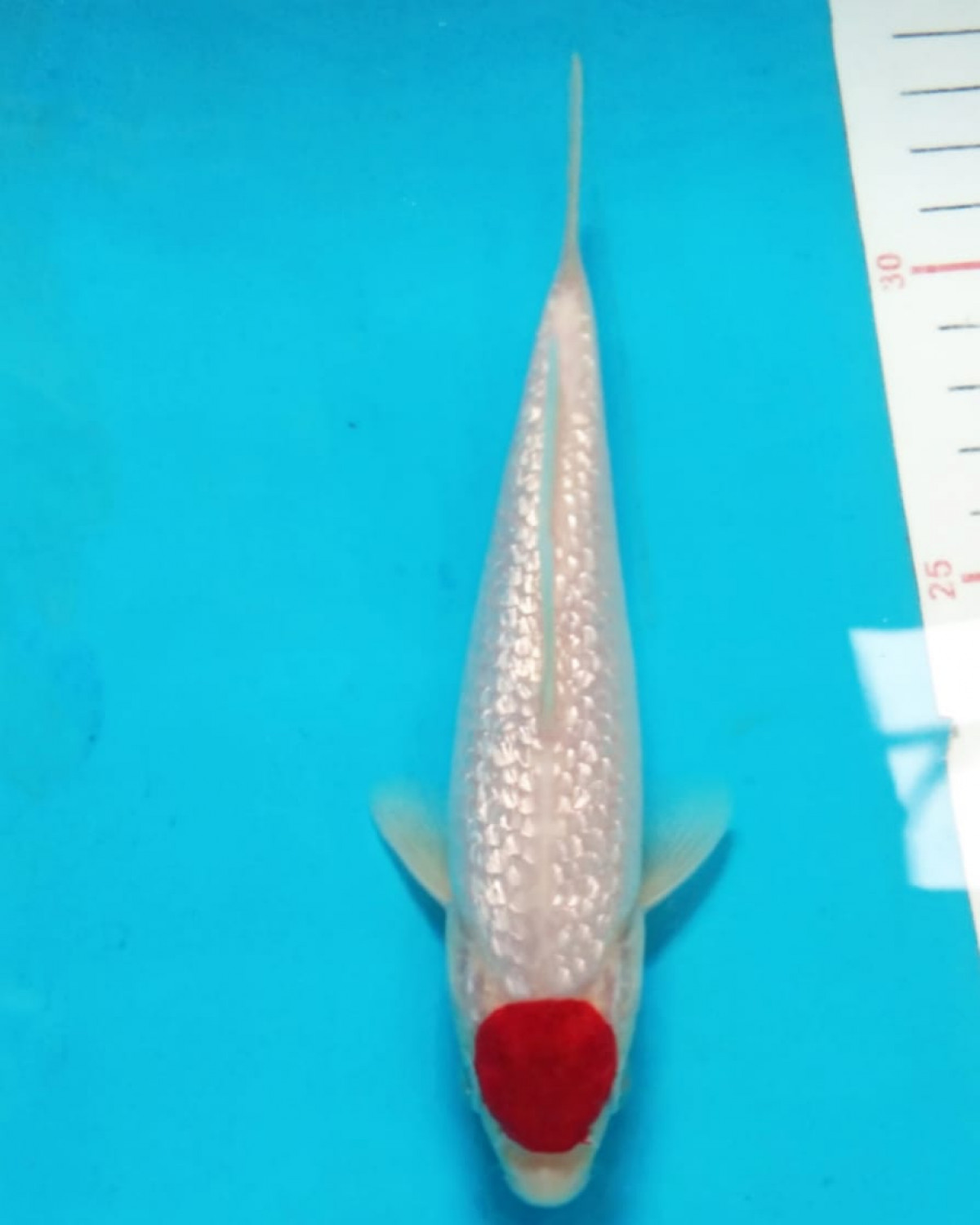 Best In Size C 11-15 cm