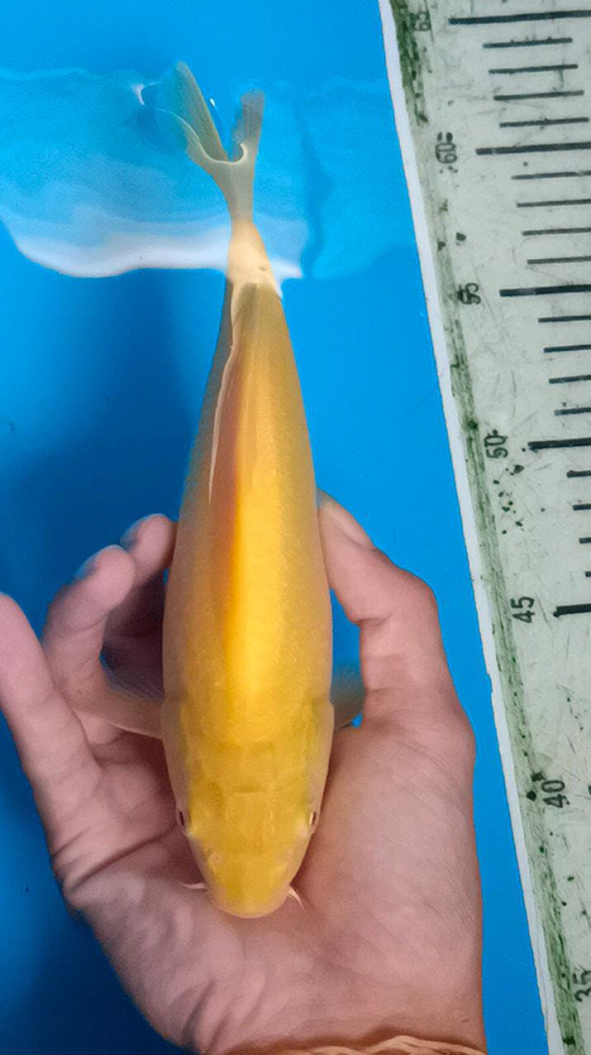 Juara 1