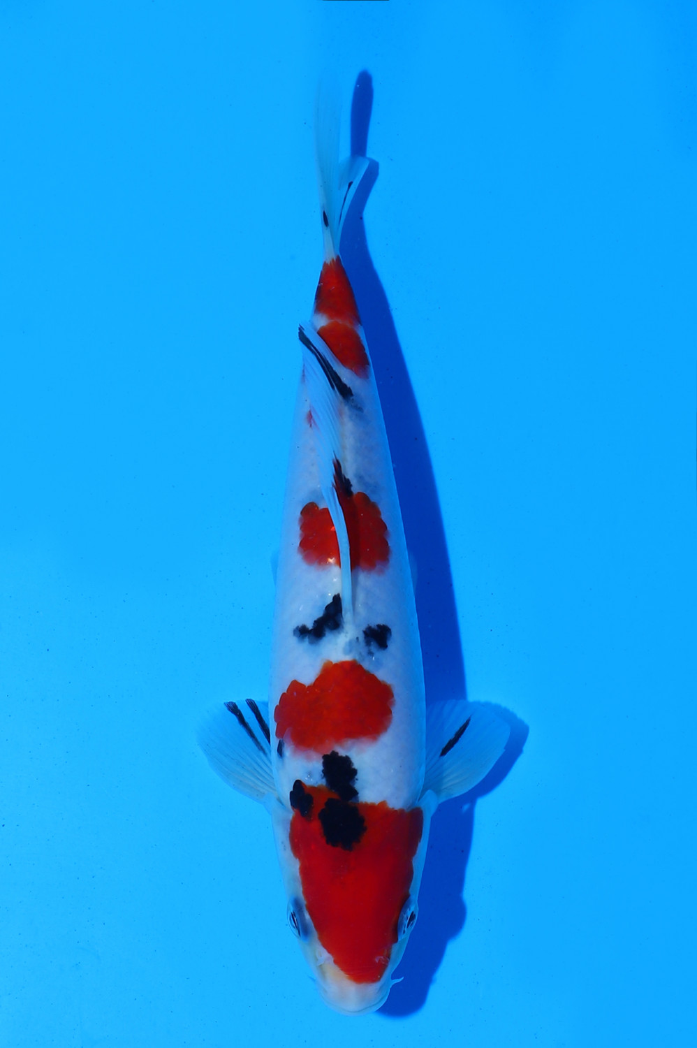 Best In Size A 16 - 20 cm