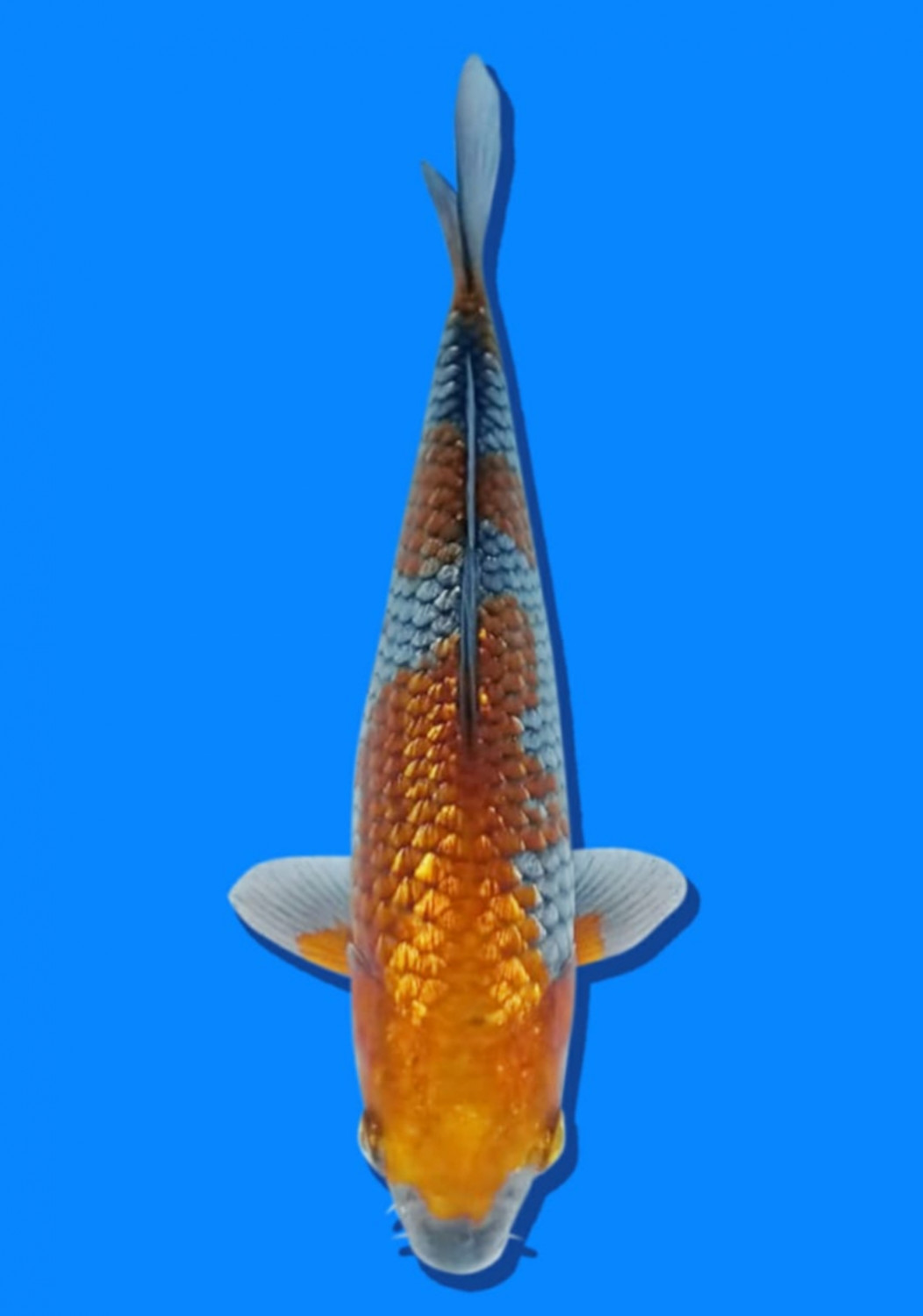 Juara 1