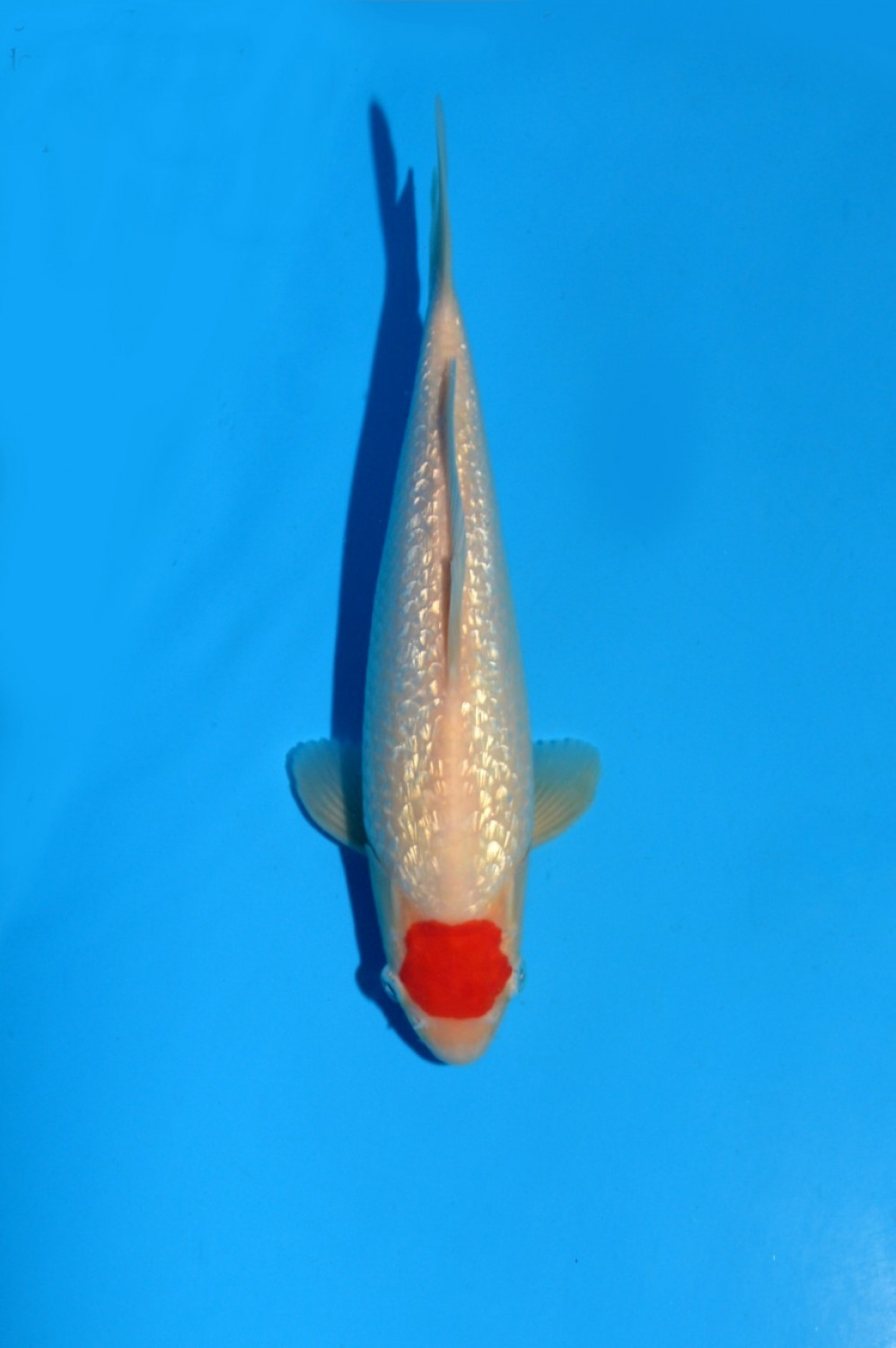 Juara 2