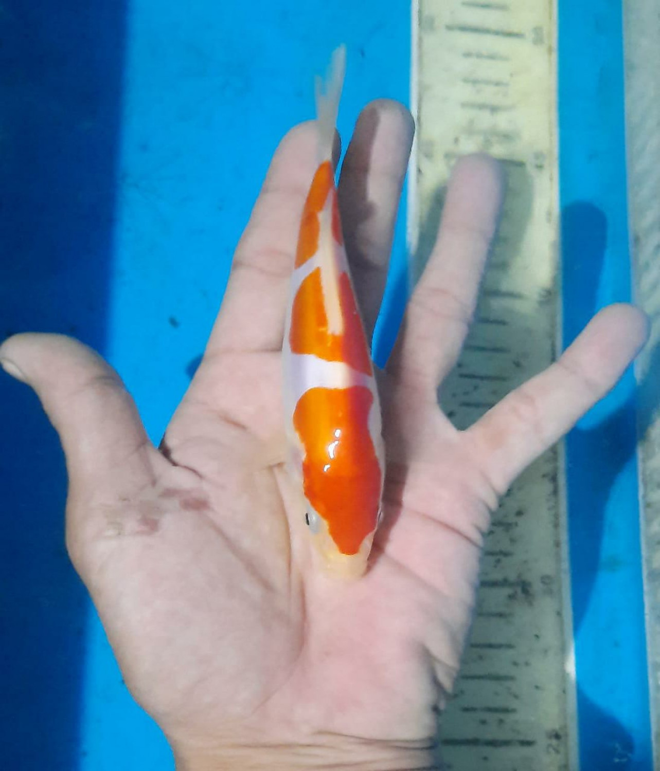Juara 2