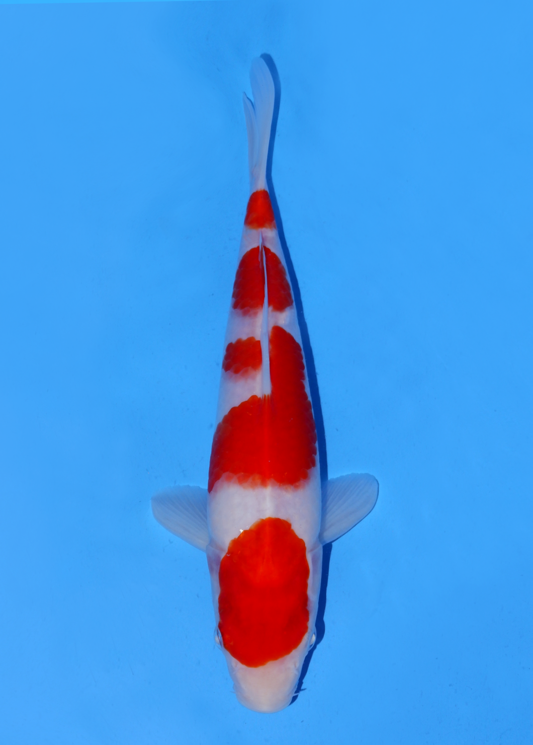 Best In Size A 21-25 Cm