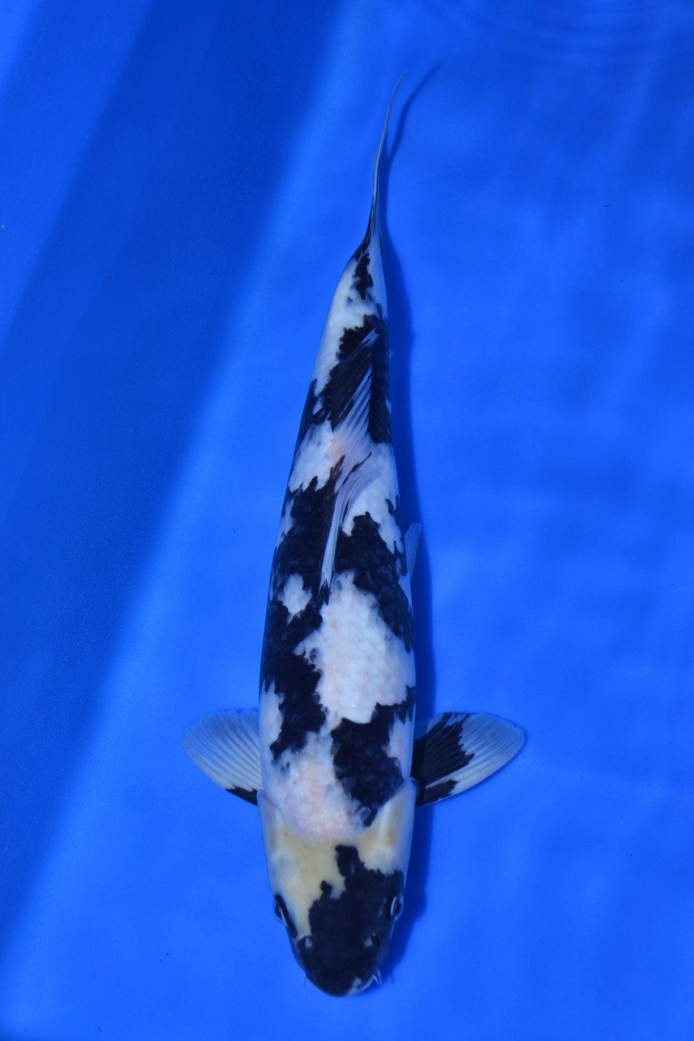 Juara 1