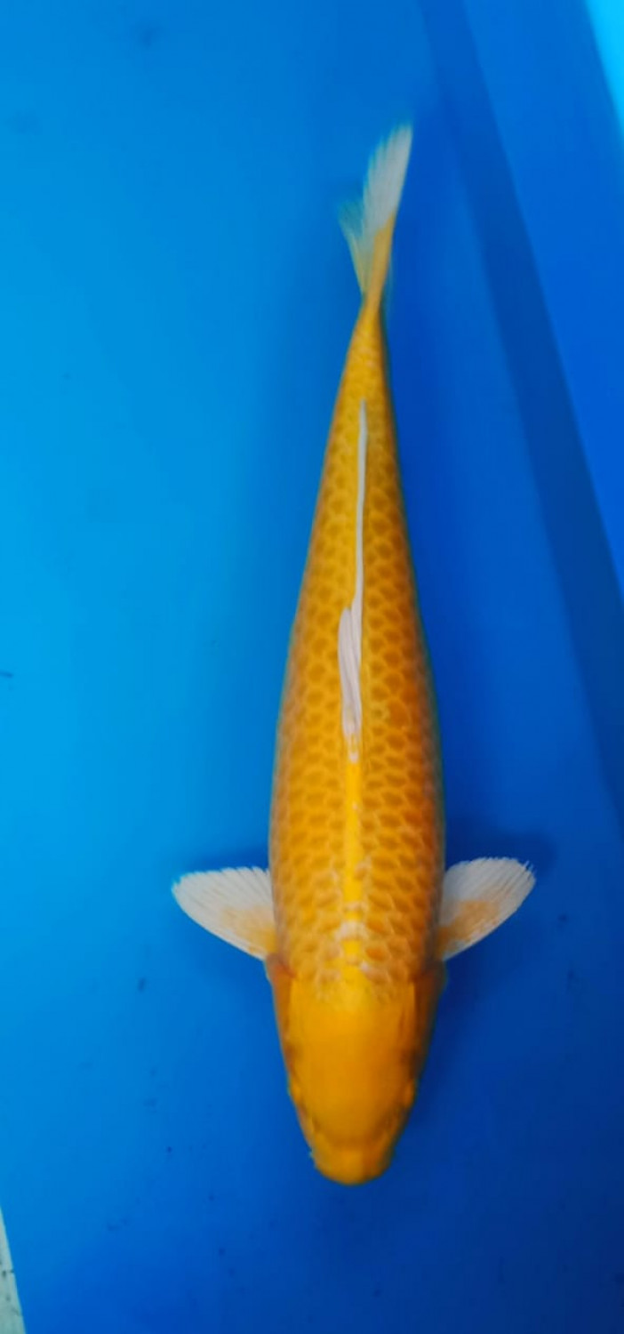 Juara 1