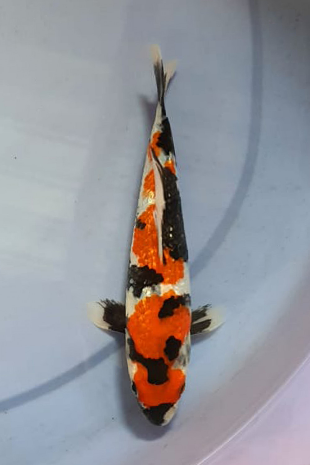 Best In Size B 16 - 20 cm