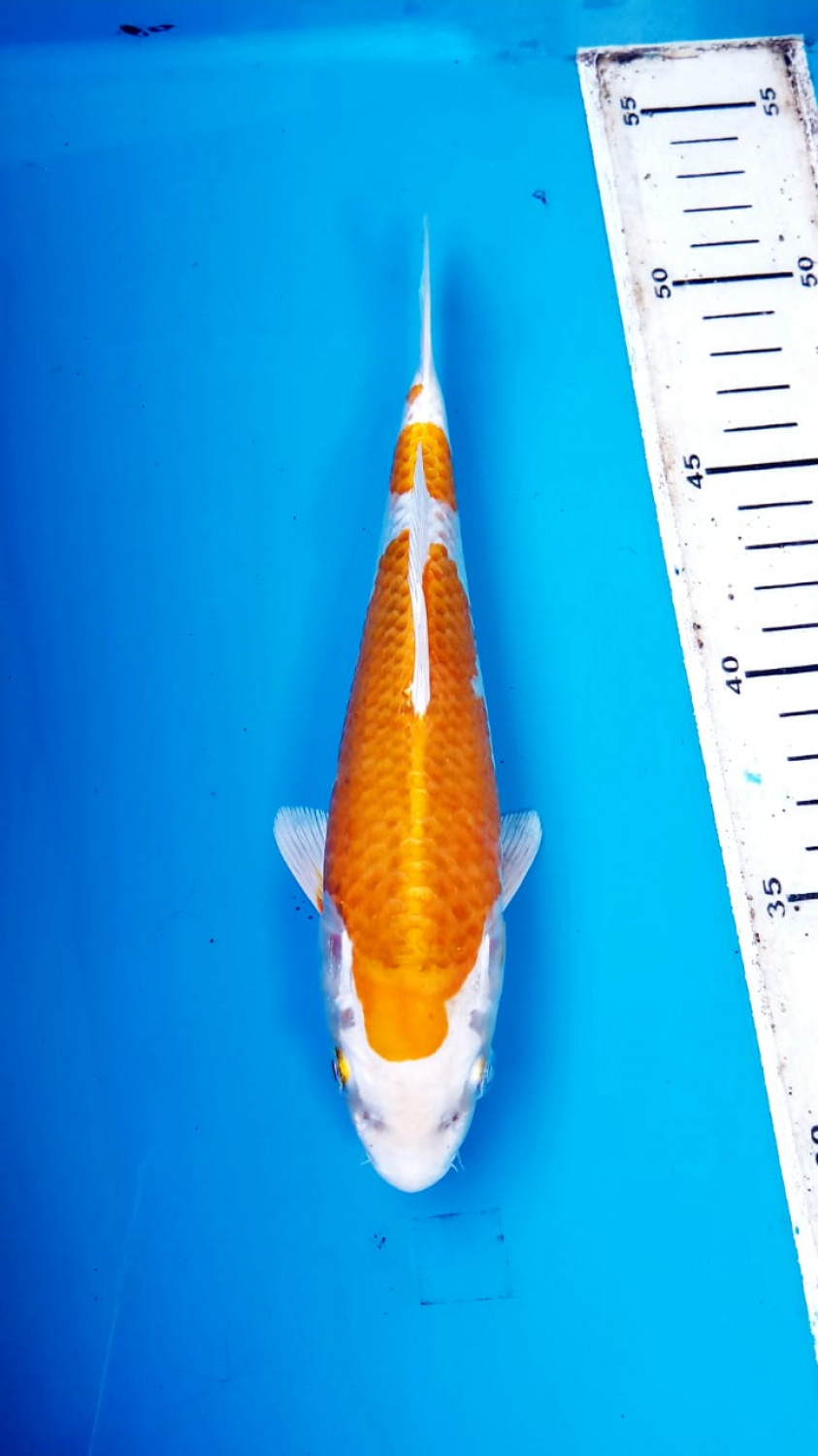 Juara 5