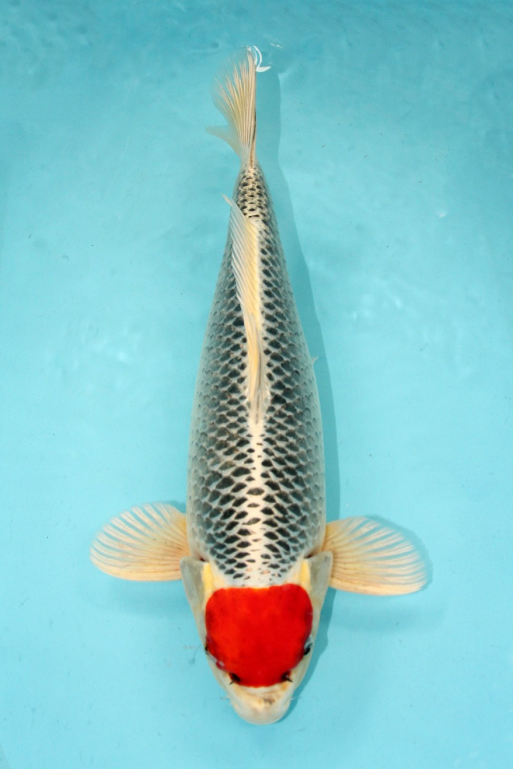 Best In Size C 41 - 45 cm