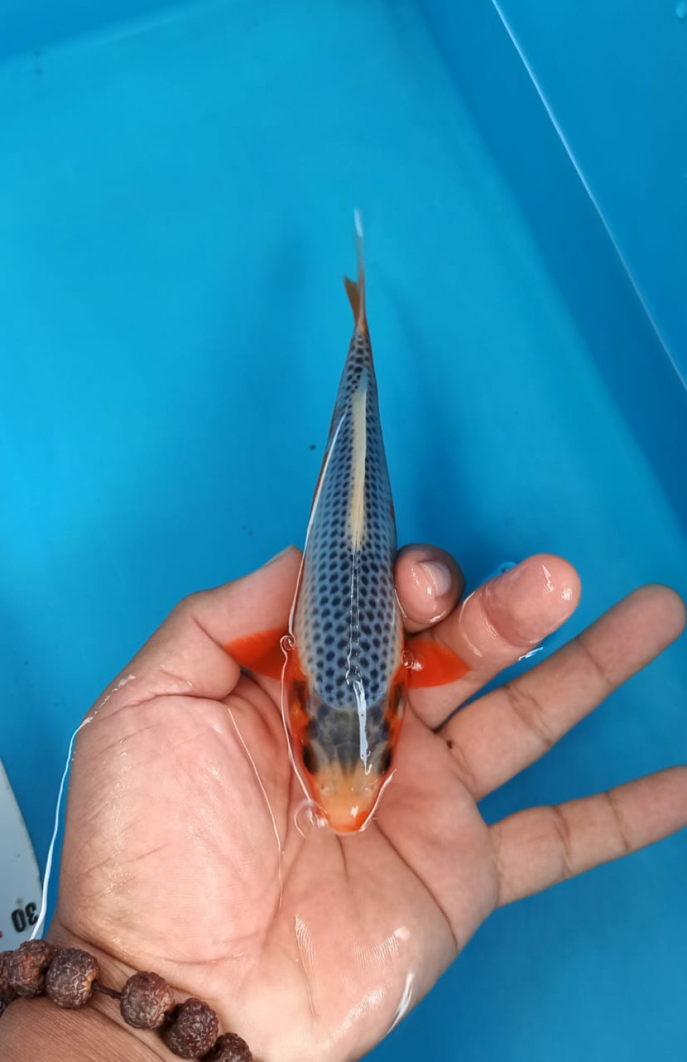 Juara 1