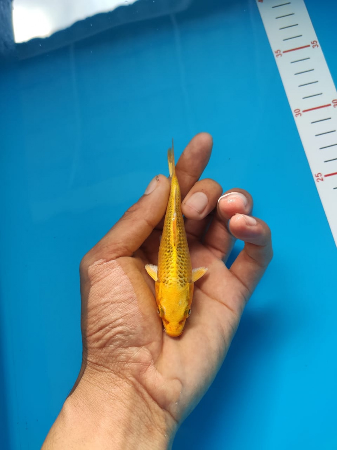 Juara 2