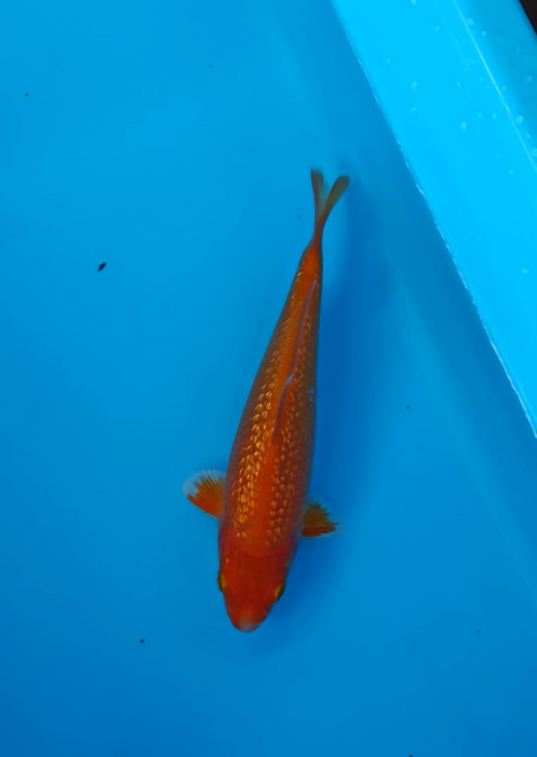 Juara 4