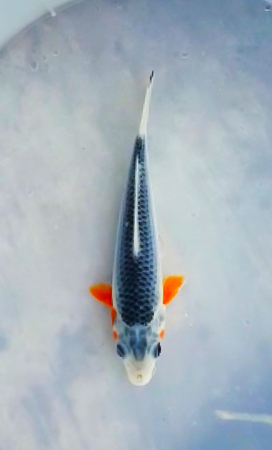 Juara 5