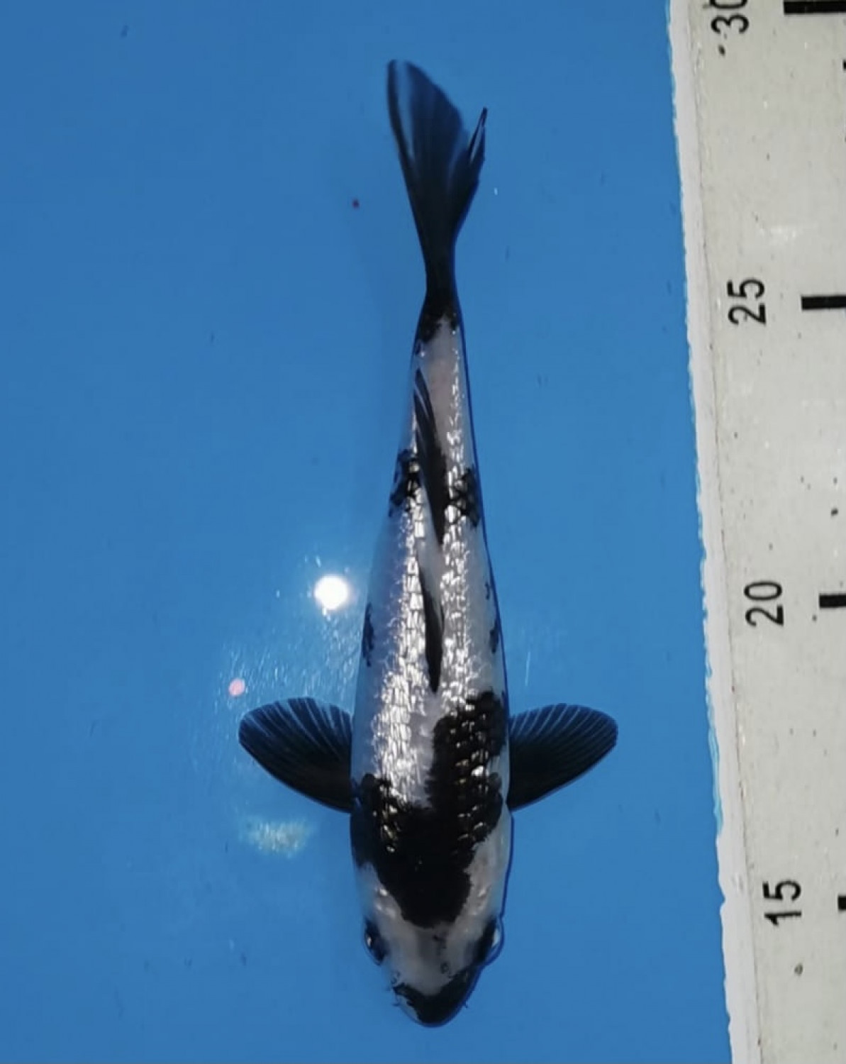 Juara 5