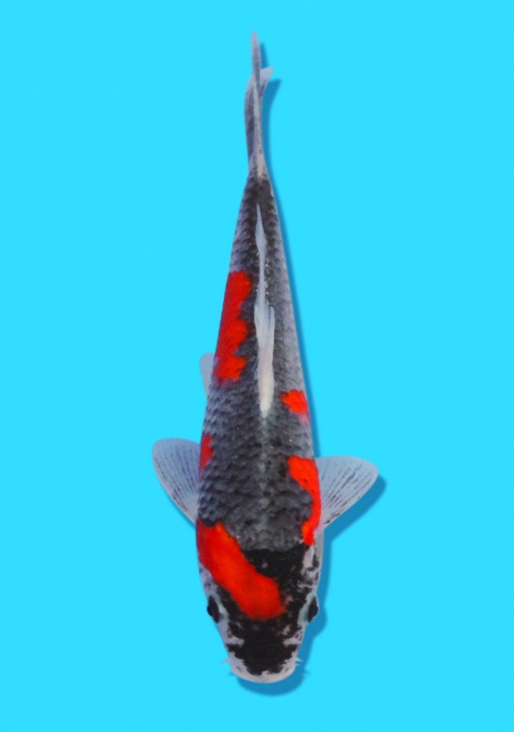 Juara 2