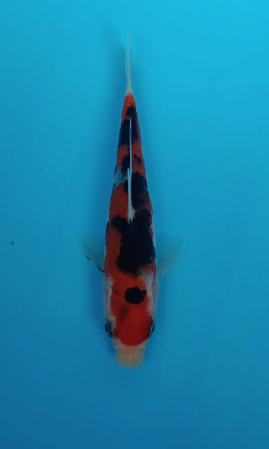 Juara 5