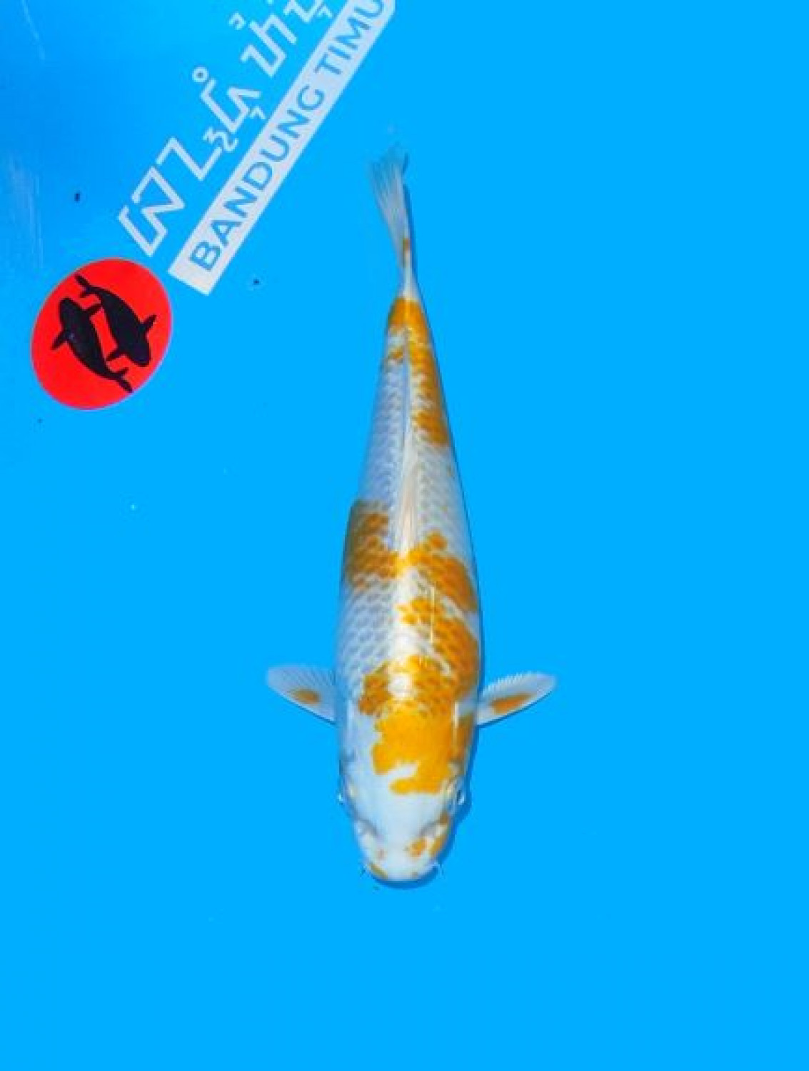 Juara 2