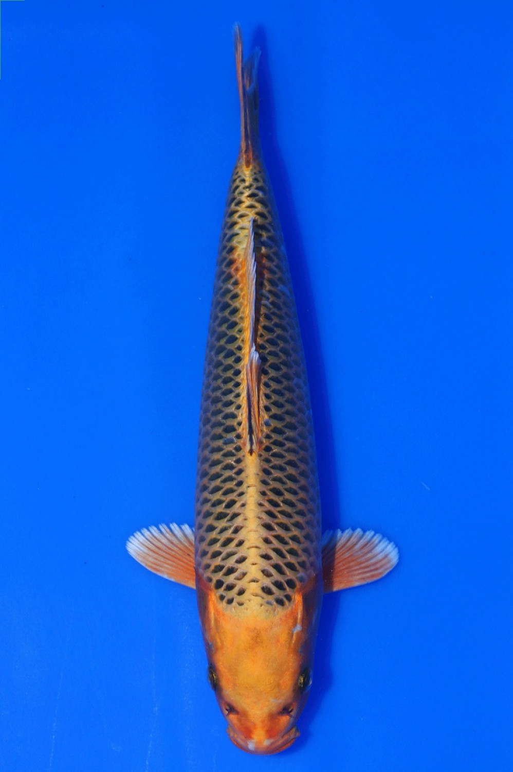 Juara 1