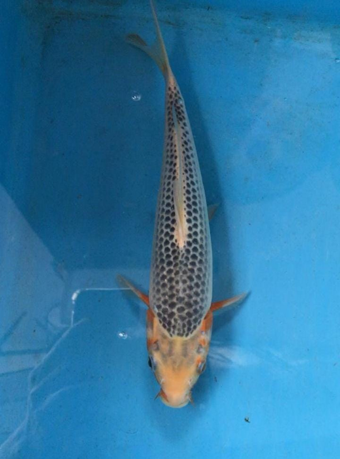 Juara 3