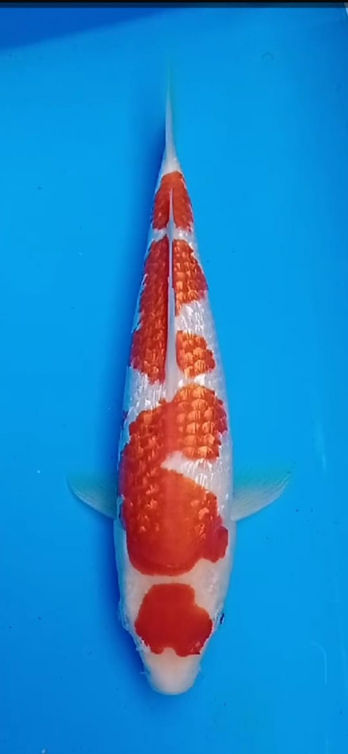 Best In Size B 26-30 Cm