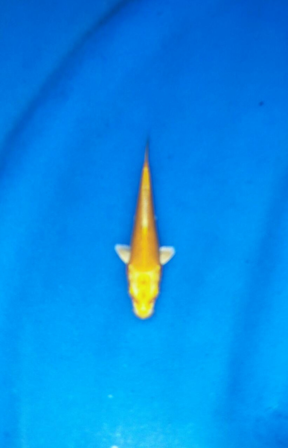 Juara 5