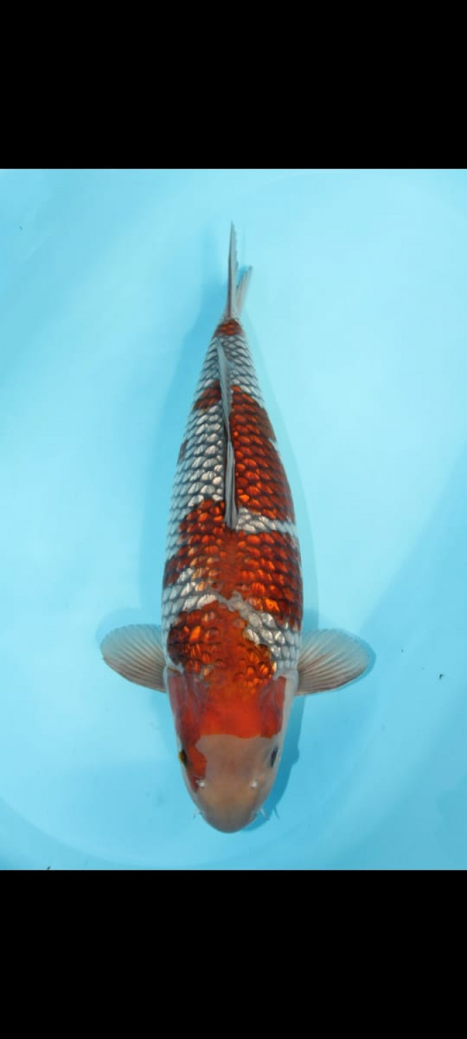 Juara 1