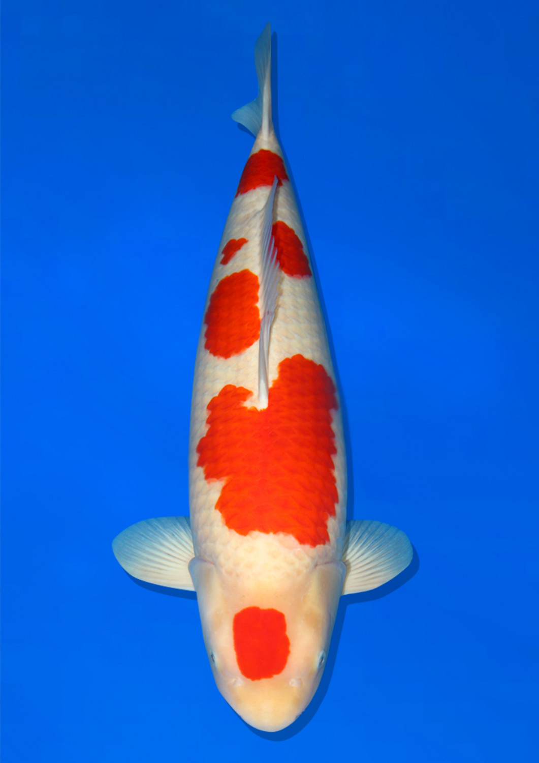 Juara 2