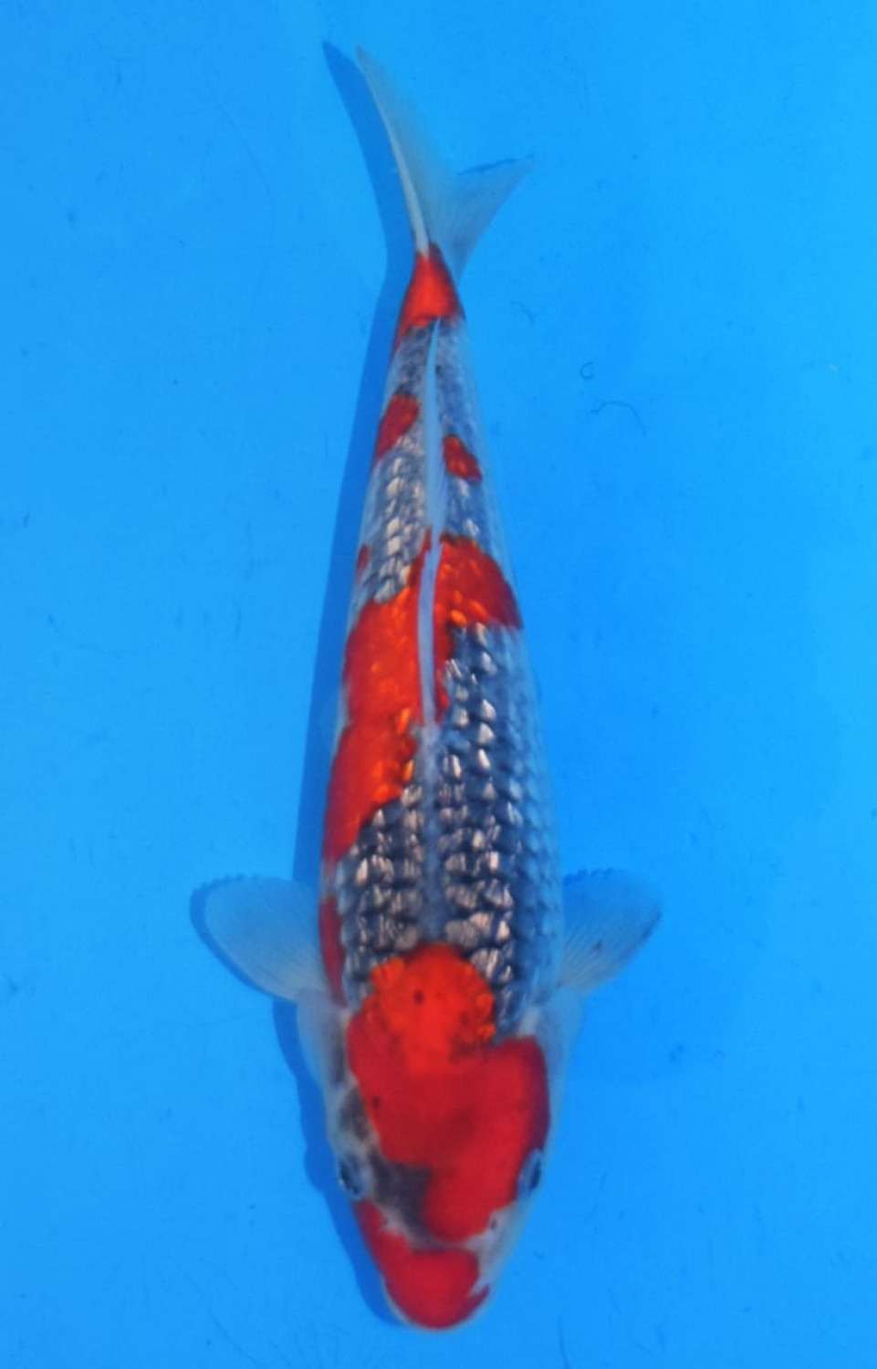 Juara 1